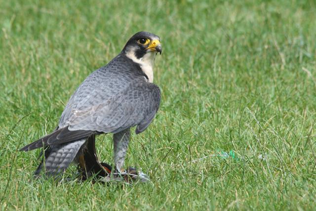 Falke mit Federspiel