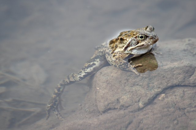 Frosch im Wasser