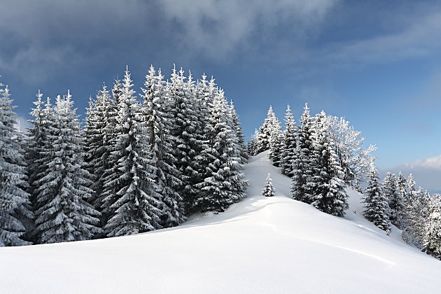 Verschneiter Bergwald