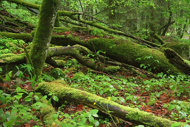 Bayerischer Urwald im Chiemgau