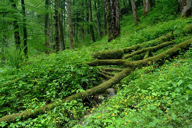 Bayerischer Regenwald im Chiemgau