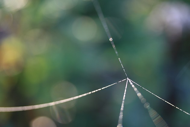 Bokeh im Fadenkreuz (Spinnennetz)