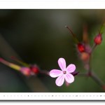 Klicken für größere Ansicht