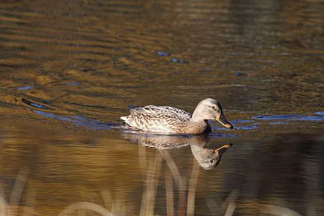 Spieglein, Spieglein ...