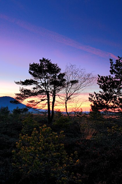 Abendstimmung im Hochmoor