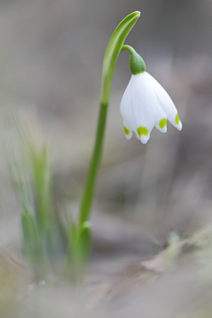 Frühlingsknotenblume (Märzenbecher)