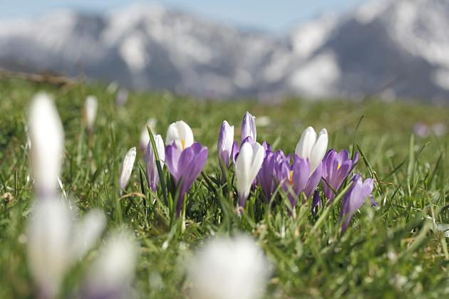 Alpine Krokuswiese