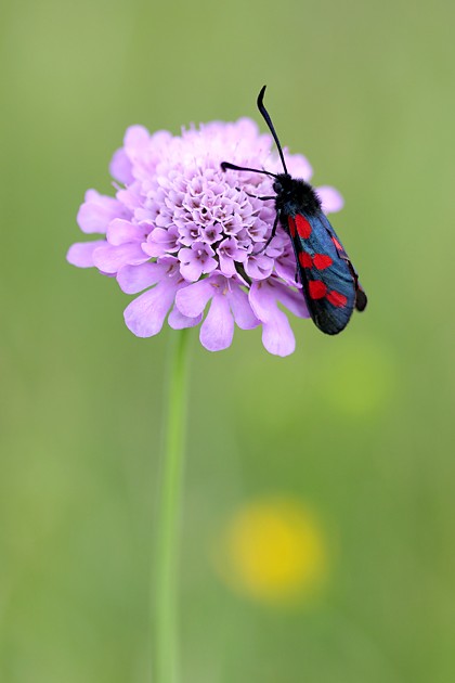 Canon EOS 50D mit Canon EF-S 60, 1/400s bei f/3.2, ISO 100, RAW, Bildausschnitt nachträglich festgelegt.