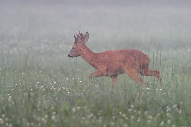 Nah dran Kleebock (Rehbock)
