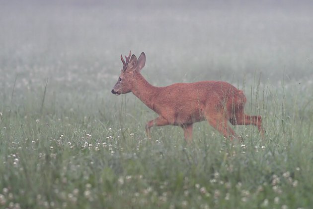 Kleebock (Rehbock)