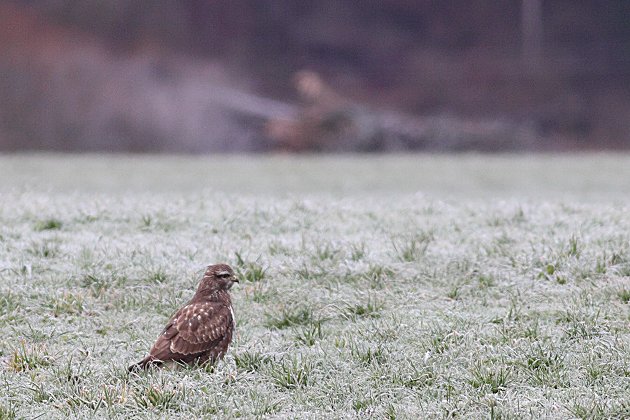 Bussard