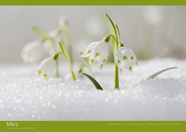 Stefan Hradetzky Naturfotografie Fotokalender Edition 2014 - März