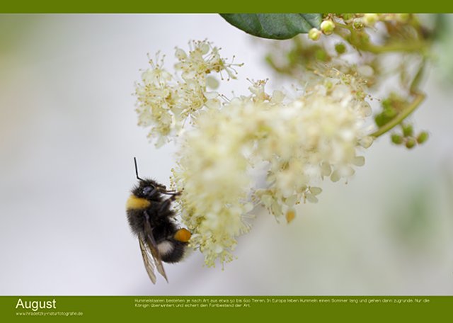 Stefan Hradetzky Naturfotografie Fotokalender Edition 2014 - August