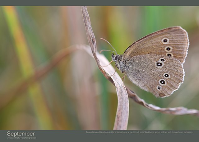 Stefan Hradetzky Naturfotografie Fotokalender Edition 2014 - September