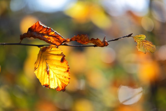 Canon EOS 6D mit Canon Canon 100mm 2,8L IS USM Macro, 1/400s bei f/2.8, ISO 100, RAW