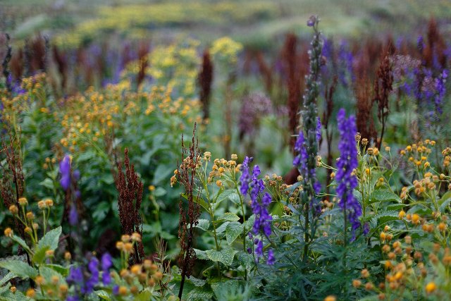 Bergblumen