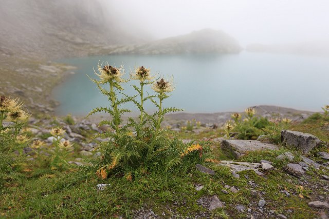 Alpenkratzdisteln am Bergsee