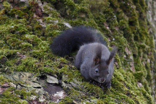 Eichhörnchen