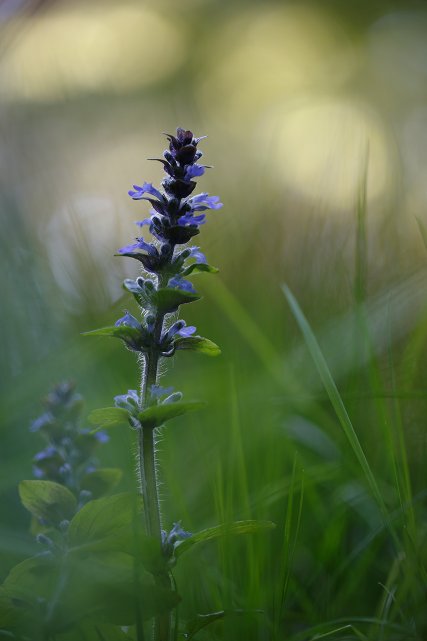 Wiesensalbei